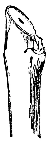 Характер Самого Пореза Обрезке Имеет Большее Значение Особенно Случае Фруктовых — стоковый вектор