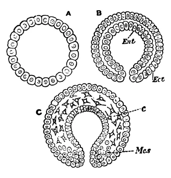 穿过单胞菌的部分 其部分被标记为典型生物反应器的双胞菌和三胞菌条件 胚乳胚乳 胚乳胚乳 胚乳胚乳 原始结缔组织 复古线条画或雕刻图解 — 图库矢量图片