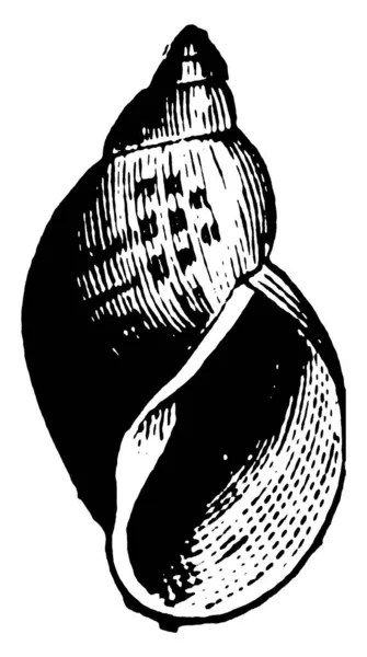 Pond Snail Est Une Espèce Escargot Eau Douce Famille Des — Image vectorielle