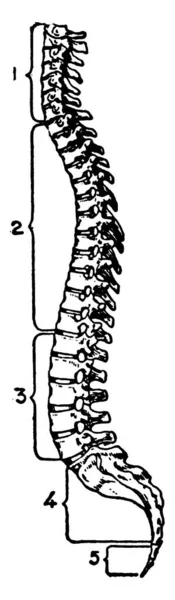 Vista Lateral Una Columna Vertebral Humana Hecha Huesos Con Las — Archivo Imágenes Vectoriales