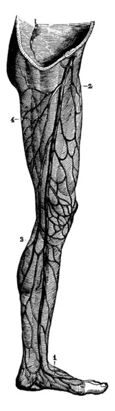 Venas Superficiales Extremidad Inferior Con Sus Partes Etiquetadas Como Que — Archivo Imágenes Vectoriales