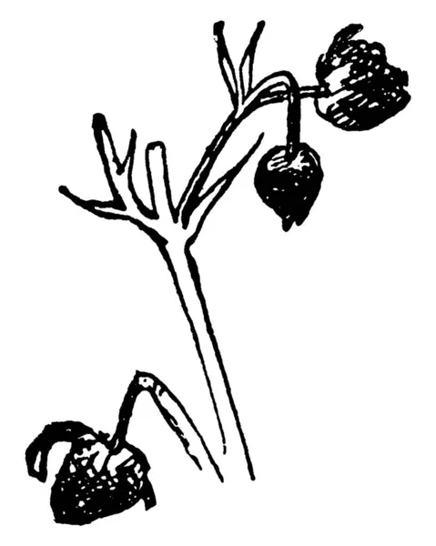 이미지를 바구미 빈티지 라인그리기 그림으로 구멍난 꽃봉오리를 보여준다 — 스톡 벡터