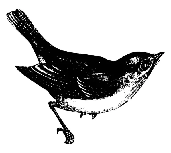 Estas Son Pequeñas Aves Paseriformes Con Pecho Naranja Animado Alegre — Archivo Imágenes Vectoriales