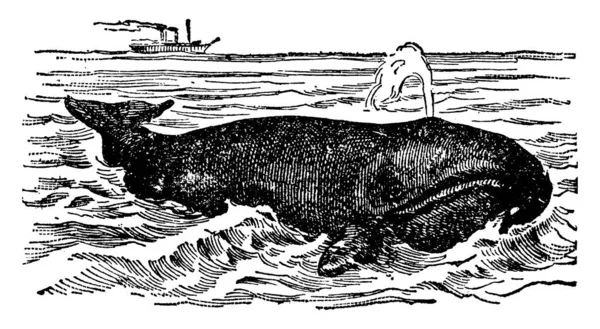 くじら 鯨類に相当すると考えられる名称で 鯨やイルカなどの歯を持つ鯨 右鯨やローカルなどの鯨骨クジラ ヴィンテージライン画や彫刻図などが含まれる — ストックベクタ