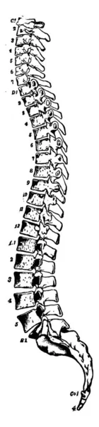 Side View Spinal Column Vertebrae Numbered Representing Cervical Vertebrae Dorsal — Stock Vector