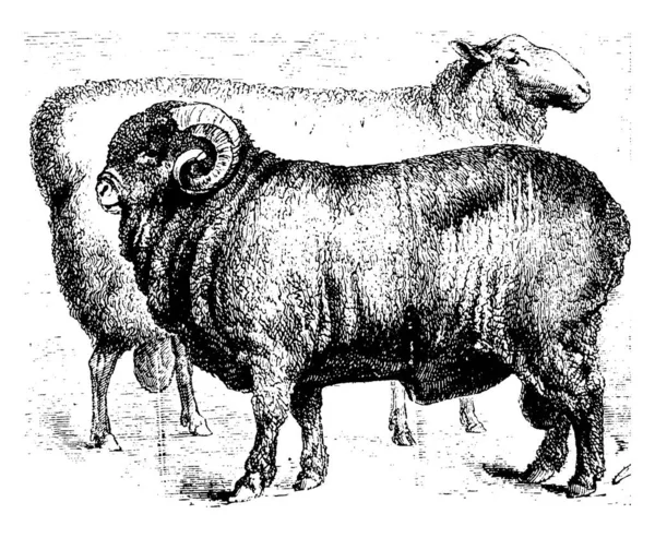 Lincoln Και Negretti Πρόβατα Vintage Γραμμή Σχέδιο Χάραξη Εικονογράφηση — Διανυσματικό Αρχείο