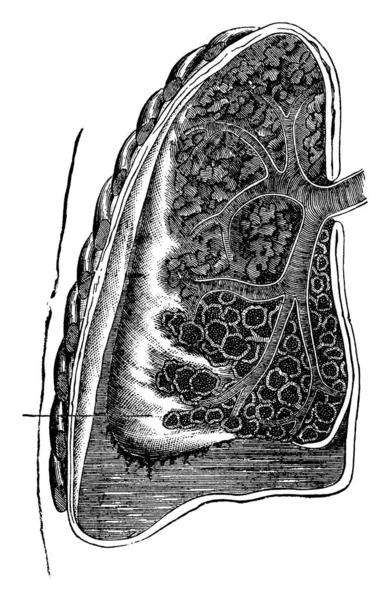 隆斯的内部结构其功能是气体交换的过程 称为呼吸 复刻线条或雕刻插图 — 图库矢量图片