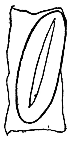 呼吸系统的昆虫螺旋形开口 复古线条绘制或雕刻图解 — 图库矢量图片