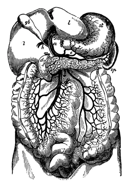 ポータル静脈とその枝の典型的な表現は その部分は 上下降結腸 十二指腸とポータル静脈とその枝 ヴィンテージラインの描画や彫刻としてラベル付けされています — ストックベクタ