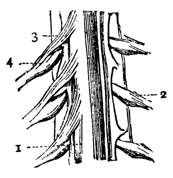 脊髄の一部 パーツと コードの体 コードの左側から脊髄神経 神経の外側の根と4 後世の根 ヴィンテージライン図面や彫刻イラスト — ストックベクタ