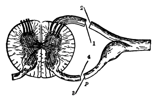 Figure Racines Nerveuses Vertébrales Ils Sont Deux Paires Étendent Chaque — Image vectorielle