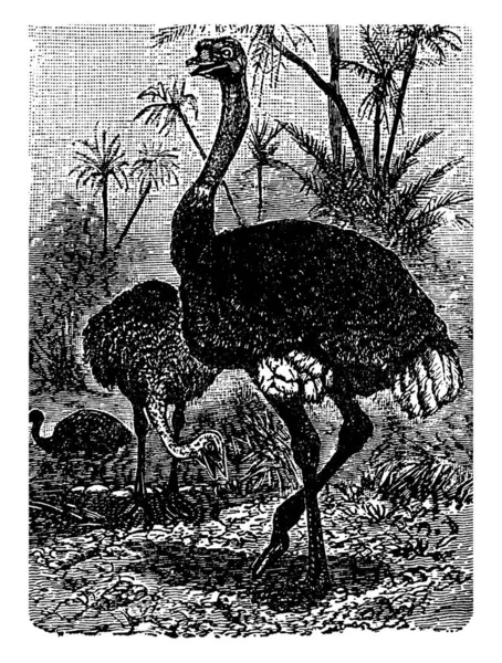 Обыкновенные Страус Struthio Camelus Страус Являются Крупнейшими Живых Птиц Стоящих — стоковый вектор