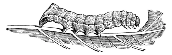 Απεικονίζει Την Προνύμφη Του Αμερικανικού Χαλκού Underwing Σκώρος Pyrophila Pyramidoides — Διανυσματικό Αρχείο