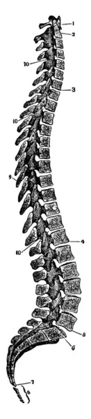脊柱柱的图形 有33个相互交错的脊椎 形成脊柱 复古线条或雕刻图解 — 图库矢量图片