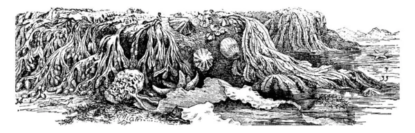 모서리의 방광의 당밀과 빈티지 선그리기 그림으로 부분으로 바닷말의 전형적 — 스톡 벡터