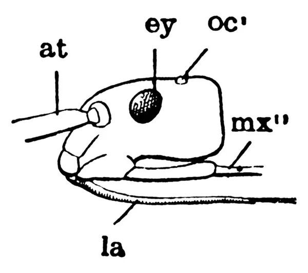 Het Zijaanzicht Van Stink Bug Hoofd Het Bestaat Uit Oog — Stockvector