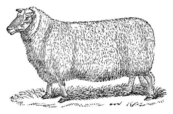 ウールまたは圧着髪と角を持つ土地の羊 オビス属の哺乳類 一般的に家畜として保管 ヴィンテージライン図面や彫刻イラスト — ストックベクタ