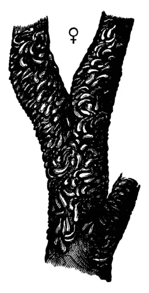 Bild Mit Austernschalenschuppe Mytilaspis Pomorum Art Ein Zweig Befallen Von — Stockvektor