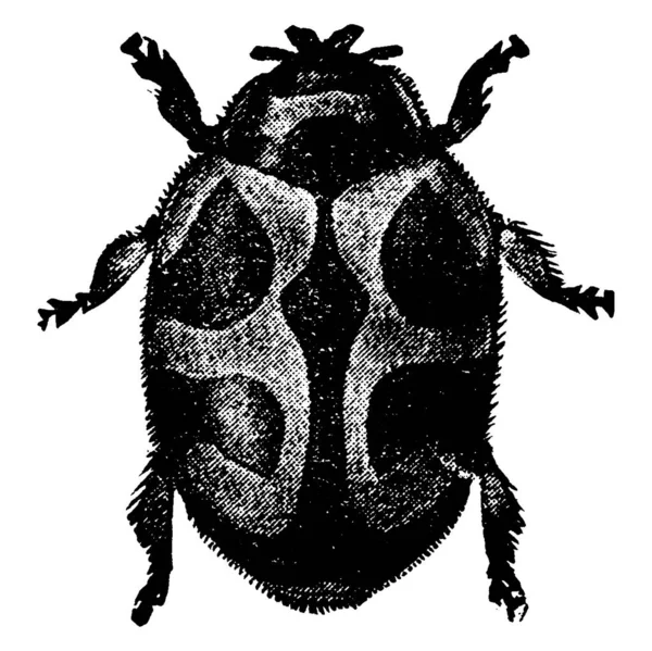 Adulto Vedalia Lady Beetle Tiene Forma Muy Distintiva Dibujo Línea — Archivo Imágenes Vectoriales