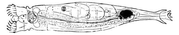 Rotifer 是一种微小的轮虫科假囊动物 见于淡水和潮湿的土壤 古埃及线条或雕刻图解中 — 图库矢量图片
