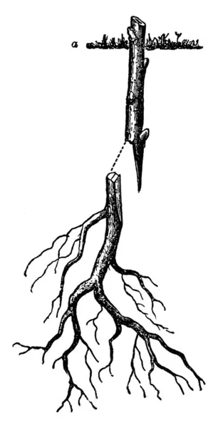 Grafting Section Shoot Stem One Plant Section Root Another Plant — Stock Vector
