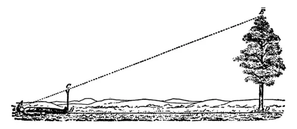 நபர பரப பரப மரத உயரத அளவ — ஸ்டாக் வெக்டார்