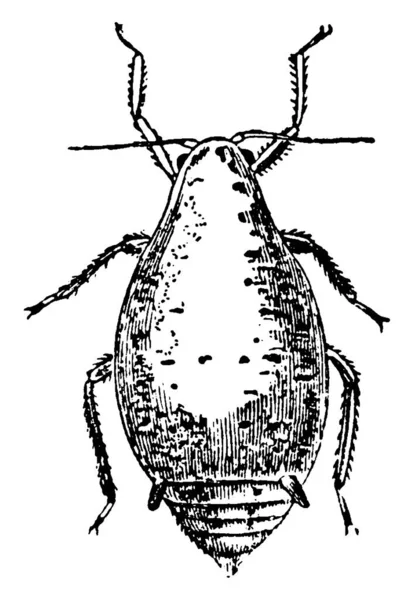 Cucaracha También Conocida Como Cucaracha Oriental Escarabajo Negro Una Gran — Archivo Imágenes Vectoriales