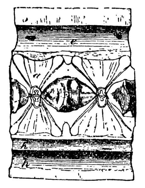 姥鲨尾椎纵断面的典型表现 带有标记 复古线条画或雕刻图解 — 图库矢量图片
