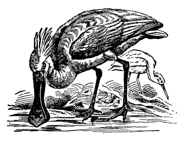 Lžíce Jsou Rod Platalea Velkých Dlouhonohých Brodících Ptáků Patří Rodiny — Stockový vektor