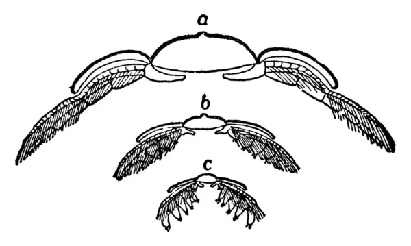 一种典型的Triarthrus Becki的代表 带有标记A 表示在动物的横断面上修复胸肢 横穿后体表的断面和横穿一个下端体表的断面 即复古线 — 图库矢量图片