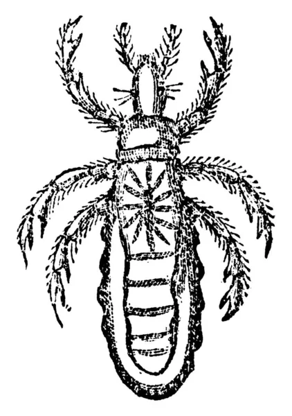 Crab Piolho Ectoparasita Ser Humano Desenho Linha Vintage Gravura Ilustração — Vetor de Stock