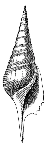 Морская Раковина Форме Конуса Острыми Точками Каждом Конце Правило Производится — стоковый вектор