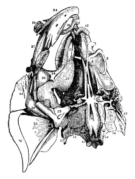 パーチの頭骨の下のビューの典型的な表現 ヴィンテージラインの図面や彫刻イラスト — ストックベクタ