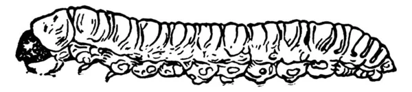 Representación Típica Etapa Larval Barrenador Duraznos Con Marcas Moteadas Cuerpo — Archivo Imágenes Vectoriales