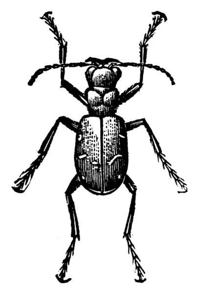 虎甲虫 Cicindela Hudsoni 可以以每小时9公里的速度奔跑 甲虫一种甲虫 后部有凹凸不平的尾端 大而突出的眼睛 上颌骨 第三关节比第四关节短 有古老的线条画或雕刻图解 — 图库矢量图片