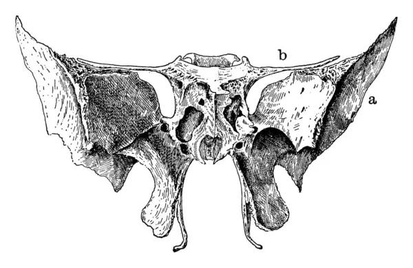 Сфеноїдна Кістка Непарна Кістка Нейрокранію Частинами Позначеними Він Розташований Передній — стоковий вектор