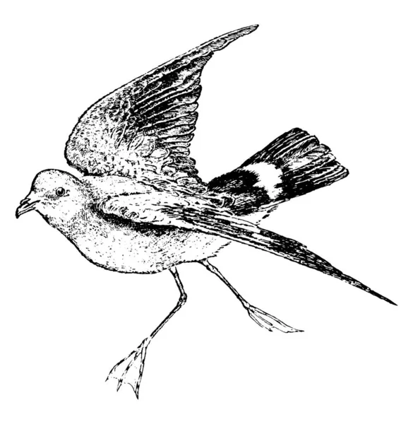 Uccello Marino Dal Naso Tubo Petrel Della Famiglia Procellariidae Una — Vettoriale Stock
