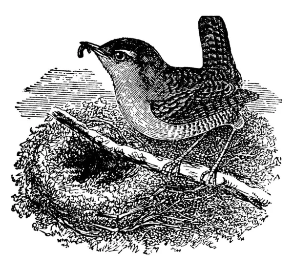 Wren Genre Oiseaux Bec Mince Légèrement Courbé Pointu Les Ailes — Image vectorielle