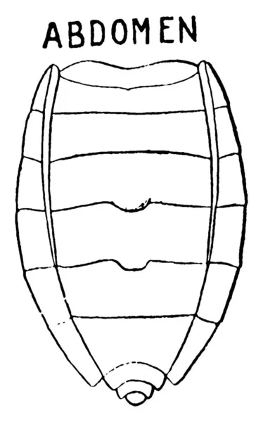 Buik Uitwendig Lichaamsdeel Van Stink Bug Vintage Lijntekening Gravure Illustratie — Stockvector