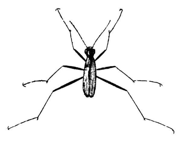 虎形虫一种典型的昆虫 虎形虫 有凸起的眼睛和纤细的腿 古老的线条画或雕刻图解 — 图库矢量图片