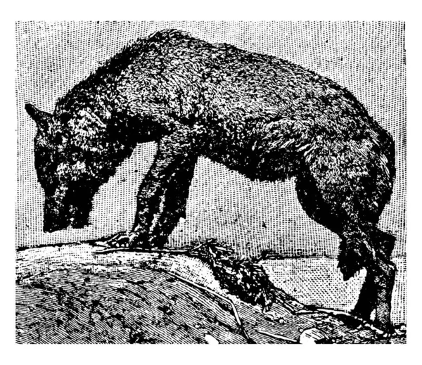 Common Wolf Canis Lupus Species Mede Pés Polegadas Comprimento Dos —  Vetores de Stock