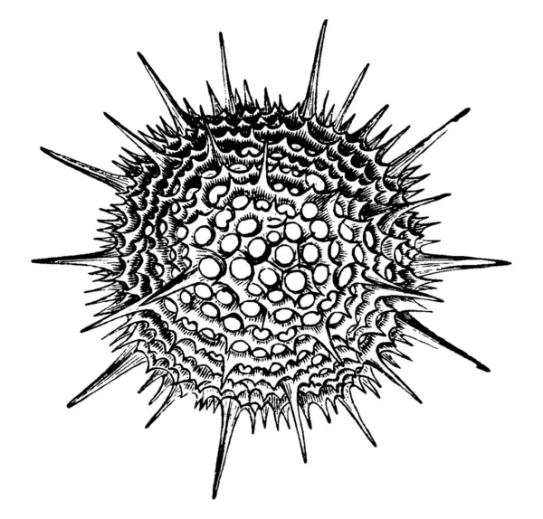 Tipo Protozoários Encontrados Oceano Com Manchas Circulares Picos Desenho Linha —  Vetores de Stock