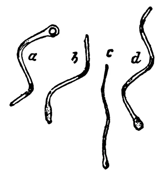 と螺旋状のようなビブリオのスポーツ形成の典型的な表現 Schizomycetes ヴィンテージライン図面やイラストを彫刻 — ストックベクタ