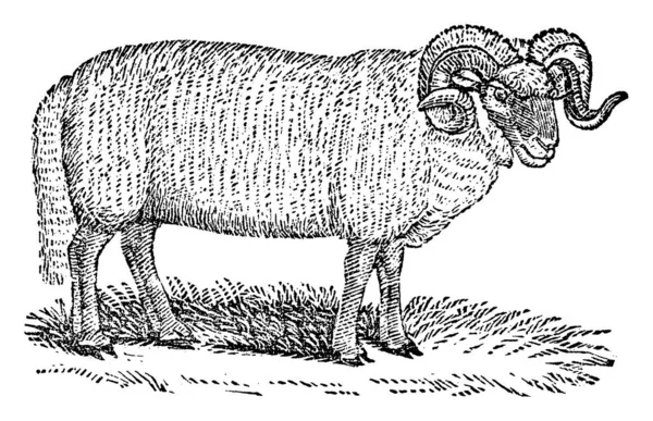 毛皮やしわのある髪と大きな渦巻き状の角を持つ土地にオスの羊 一般的に家畜として保管 ヴィンテージライン図面や彫刻イラスト — ストックベクタ