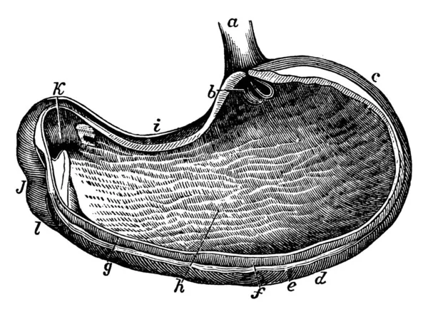 胃は消化器系の一部で 筋肉質で嚢状の中空器官で ヴィンテージライン画や彫刻イラストです — ストックベクタ