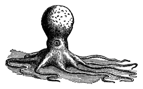 Octopus Typical Genus Family Octopodid Body Oval Warty Cirrose Finless — стоковий вектор