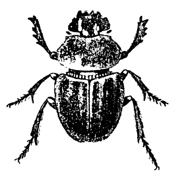 Eine Typische Darstellung Des Heiligen Käfers Von Ägypten Die Stämmige — Stockvektor