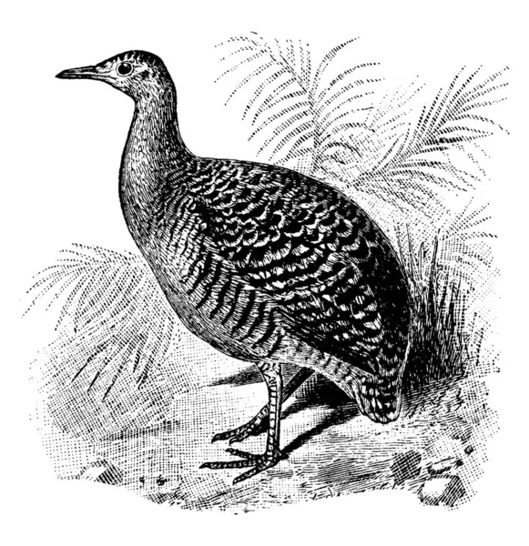 Tinamou Grand Oiseau Plumage Panaché Queue Courte Molle Bout Bec — Image vectorielle