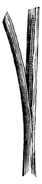 Масса Яиц Армейского Червя Пшеничной Головой Наблюдаемая Оболочкой Листа Рисунок — стоковый вектор
