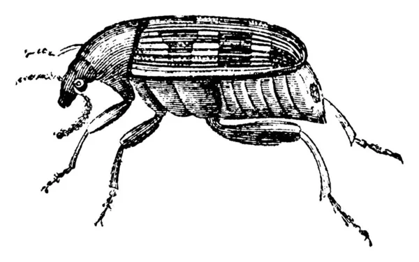 Общее Название Bruchus Pisi Species Peaweevil Продольными Полосками Такими Маркировка — стоковый вектор